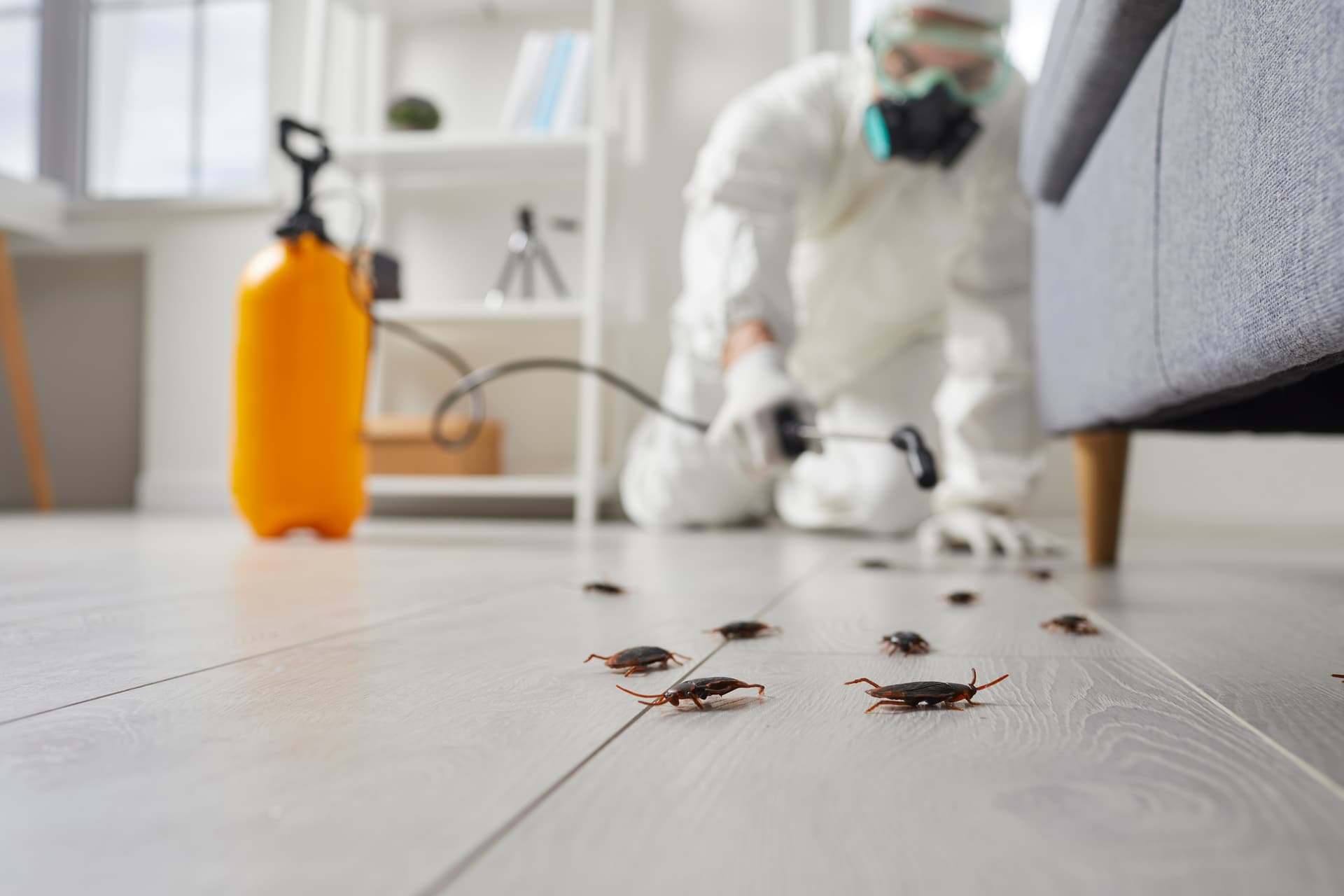 Do I Need a Mould Survey Before Remediation Work Begins?